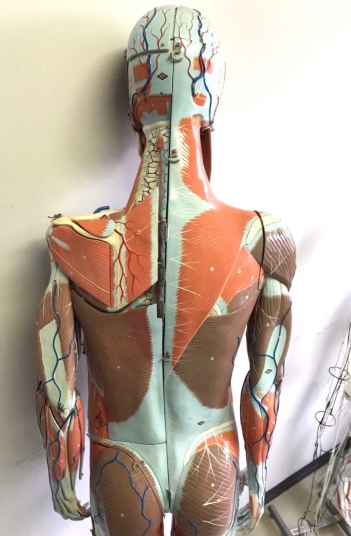 人体解剖模型♡ 京都科学