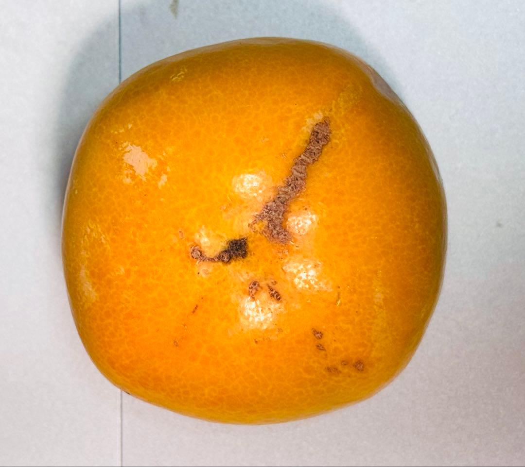 奈良県産たねなし柿 箱込み30キロ サイズSと2S家庭用