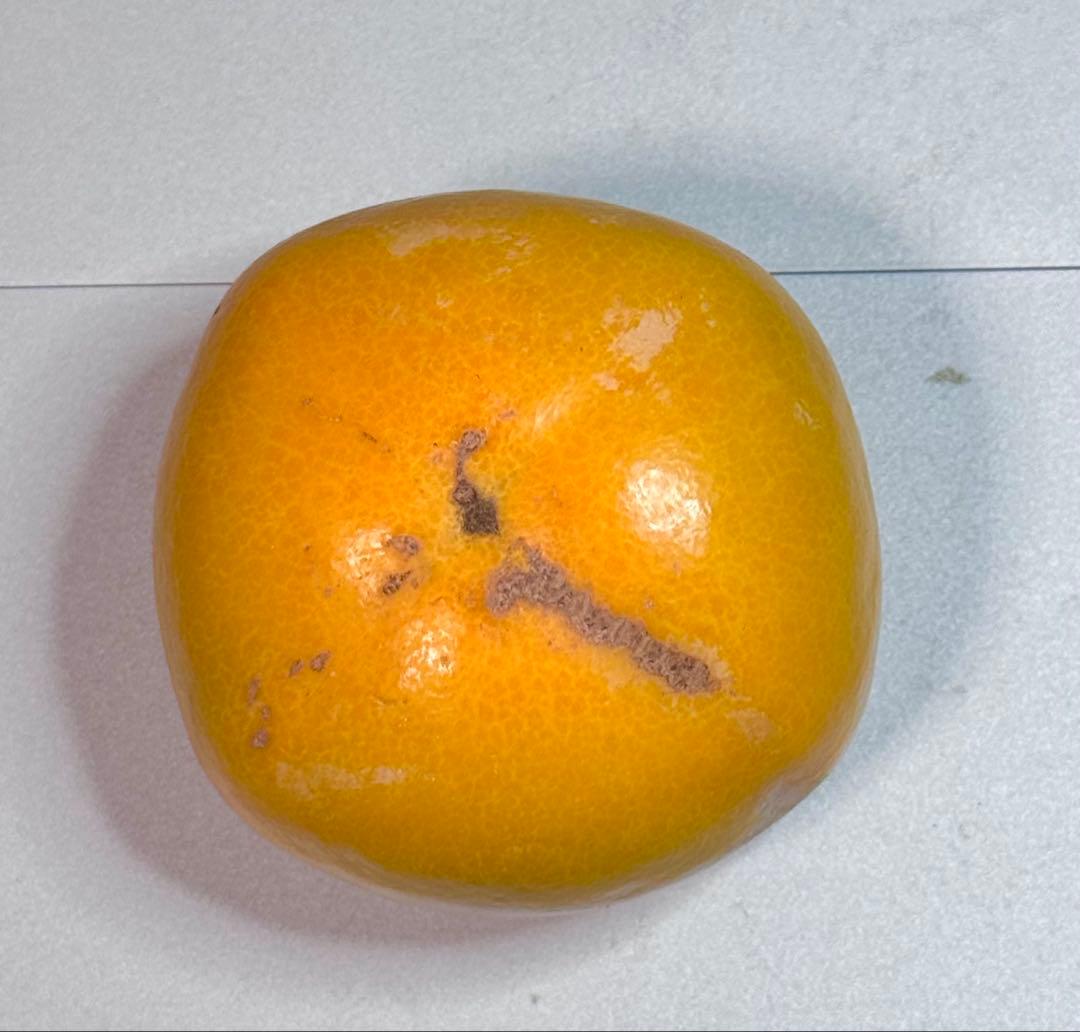 奈良県産たねなし柿 箱込み30キロ サイズSと2S家庭用