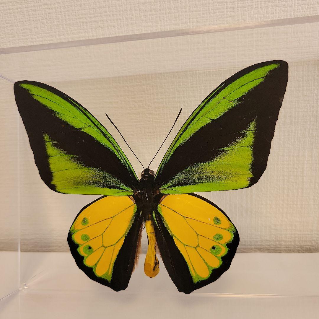 蝶の標本　トリバネの王様(珍A)