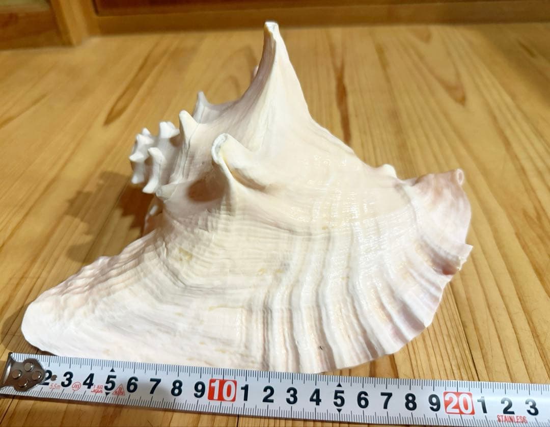 古代桃色法螺貝（ピンク貝）法螺貝　ほら貝　 ホラガイ❣️コンク貝笛