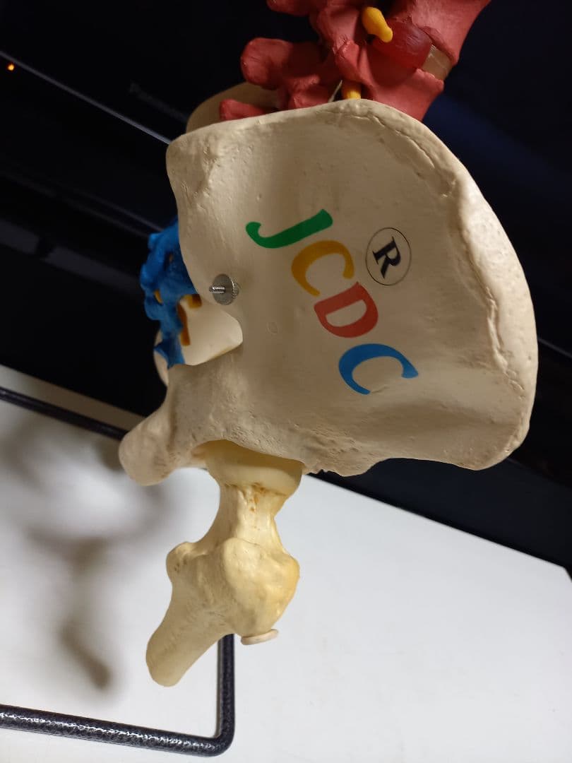 スタンド付き脊柱模型　骨格模型　椎骨　神経付　ドイツ製作品