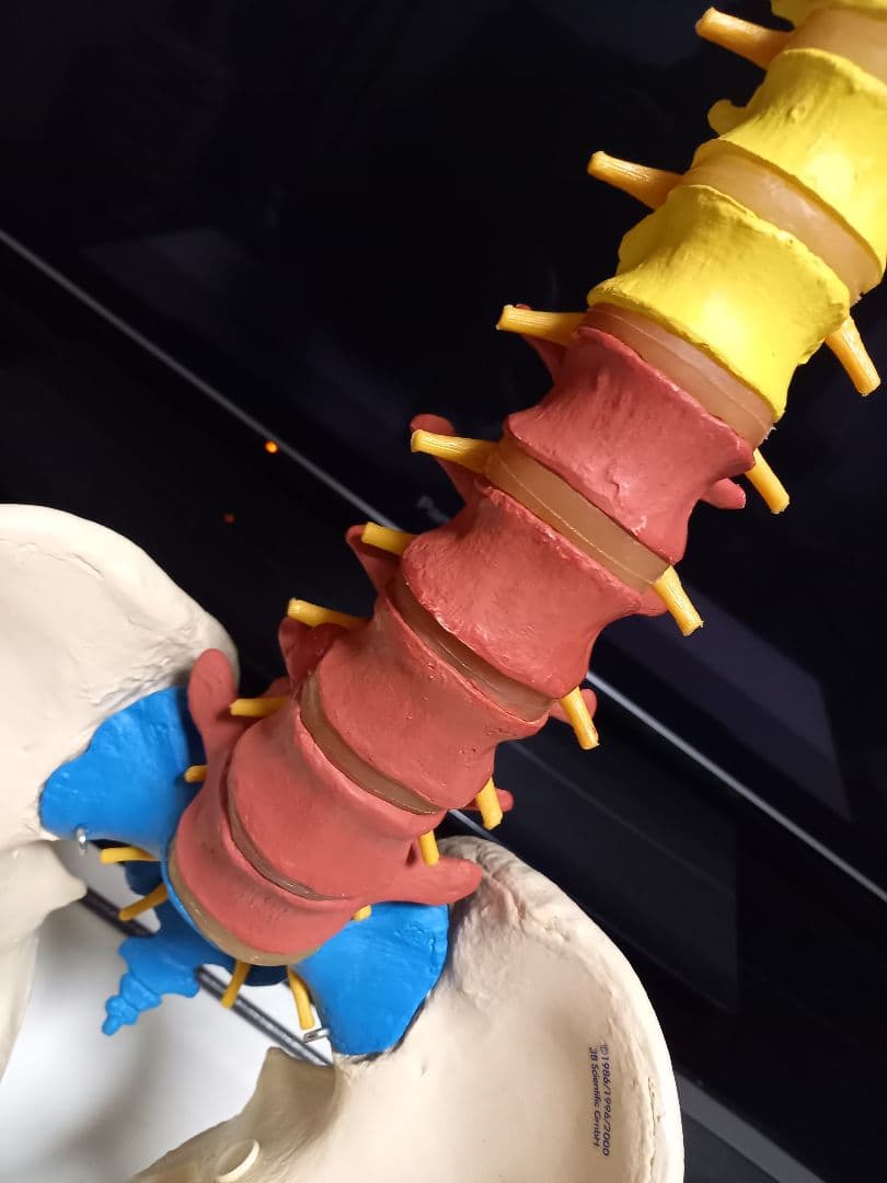 スタンド付き脊柱模型　骨格模型　椎骨　神経付　ドイツ製作品
