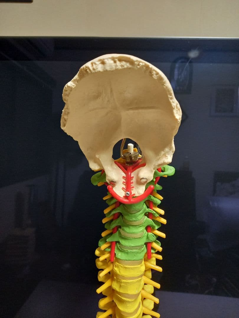 スタンド付き脊柱模型　骨格模型　椎骨　神経付　ドイツ製作品