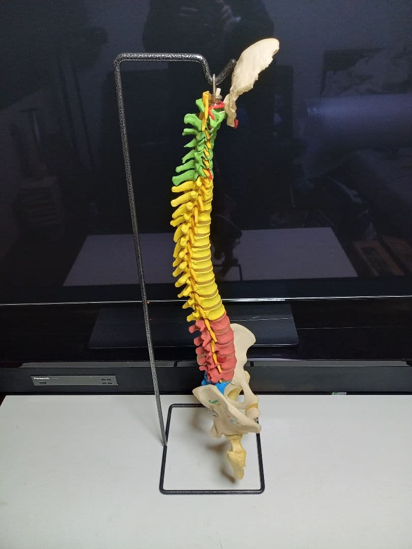 スタンド付き脊柱模型　骨格模型　椎骨　神経付　ドイツ製作品