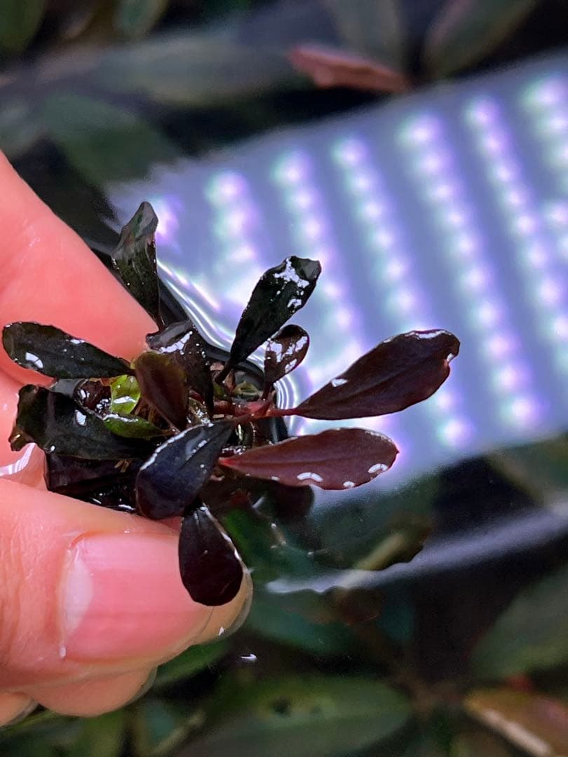 ブセファランドラspゴーストカリマンタン