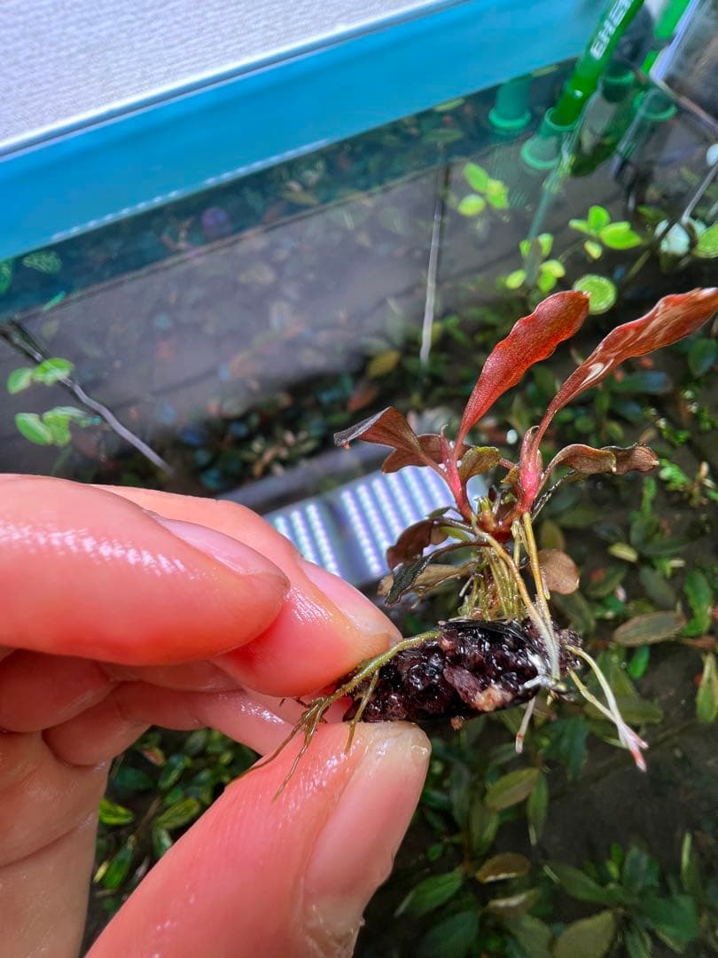 ブセファランドラspゴーストカリマンタン