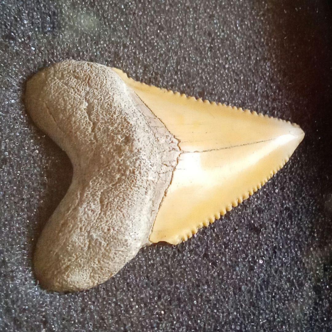 サメの歯化石　メガロドンの祖先種　希少種　カルカロクレス・チュブテンシス