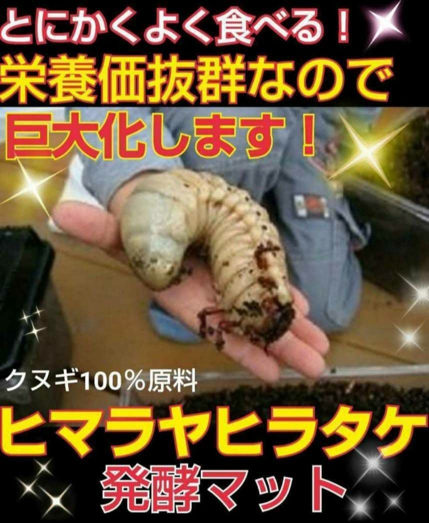 80リットル☆ヒマラヤひらたけ発酵カブトムシマット　幼虫が巨大化します！栄養抜群