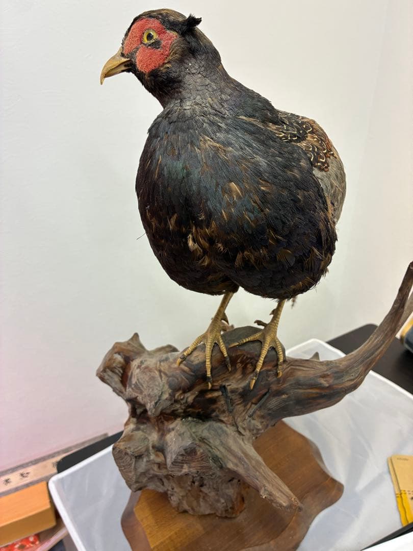 キジの剥製
