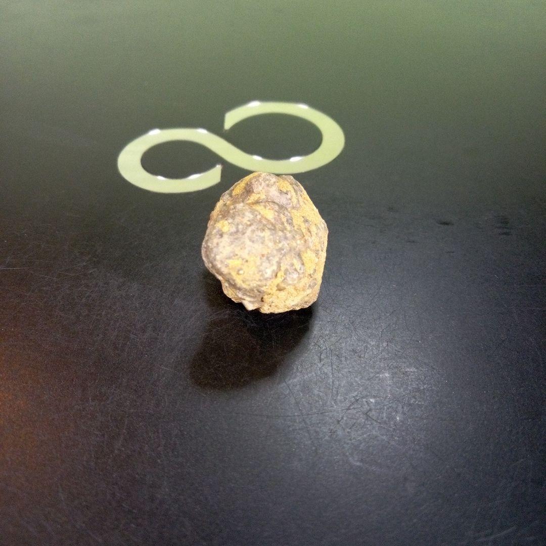 三葉虫　化石　fossil　ボリビア産　trilobite　Bolivia化石⑥