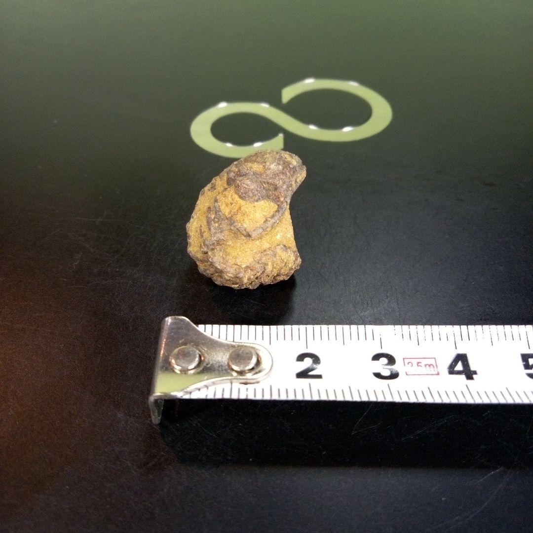 三葉虫　化石　fossil　ボリビア産　trilobite　Bolivia化石⑥