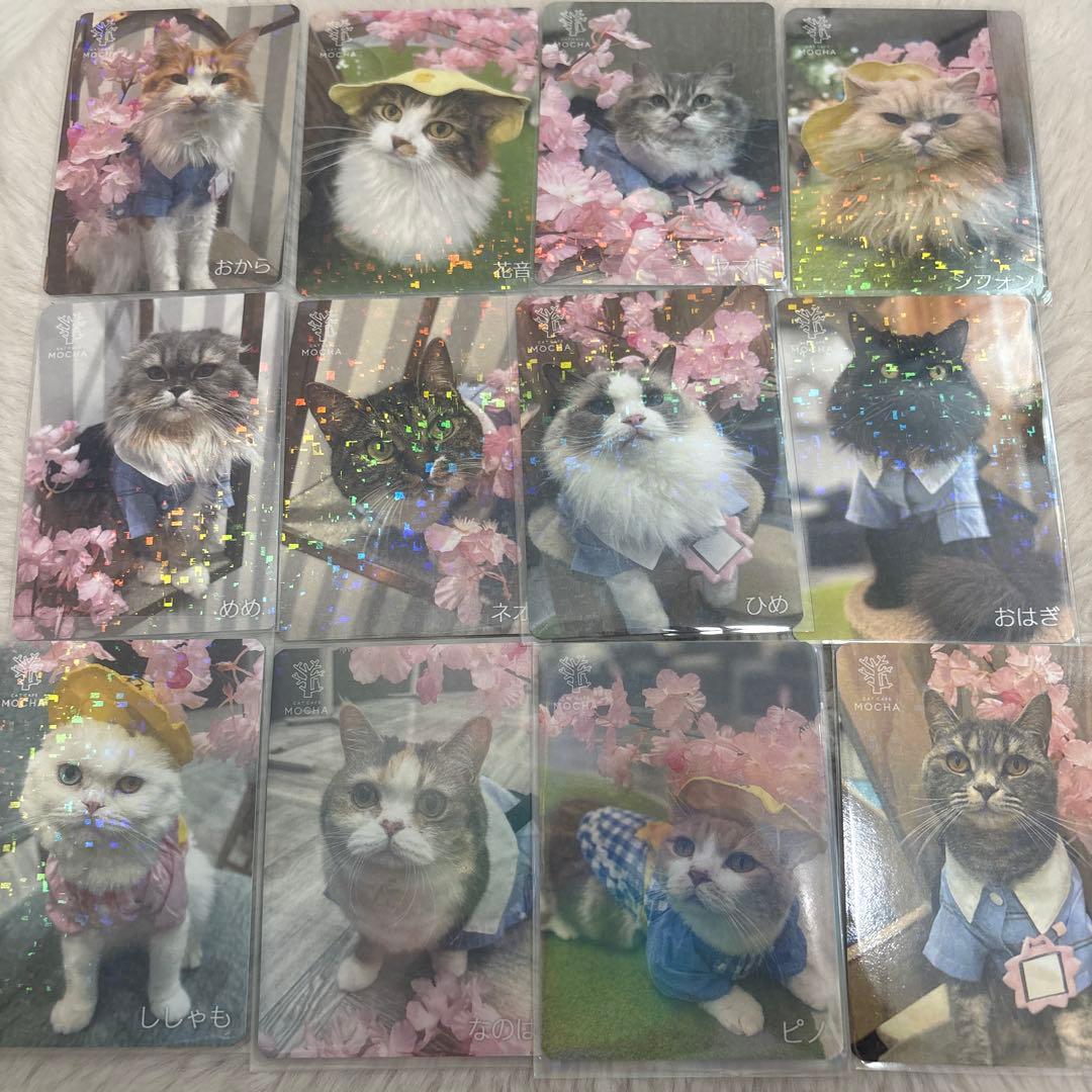 【猫カフェMOCHA 】アルシェ大宮店 2025年Spring トレカ