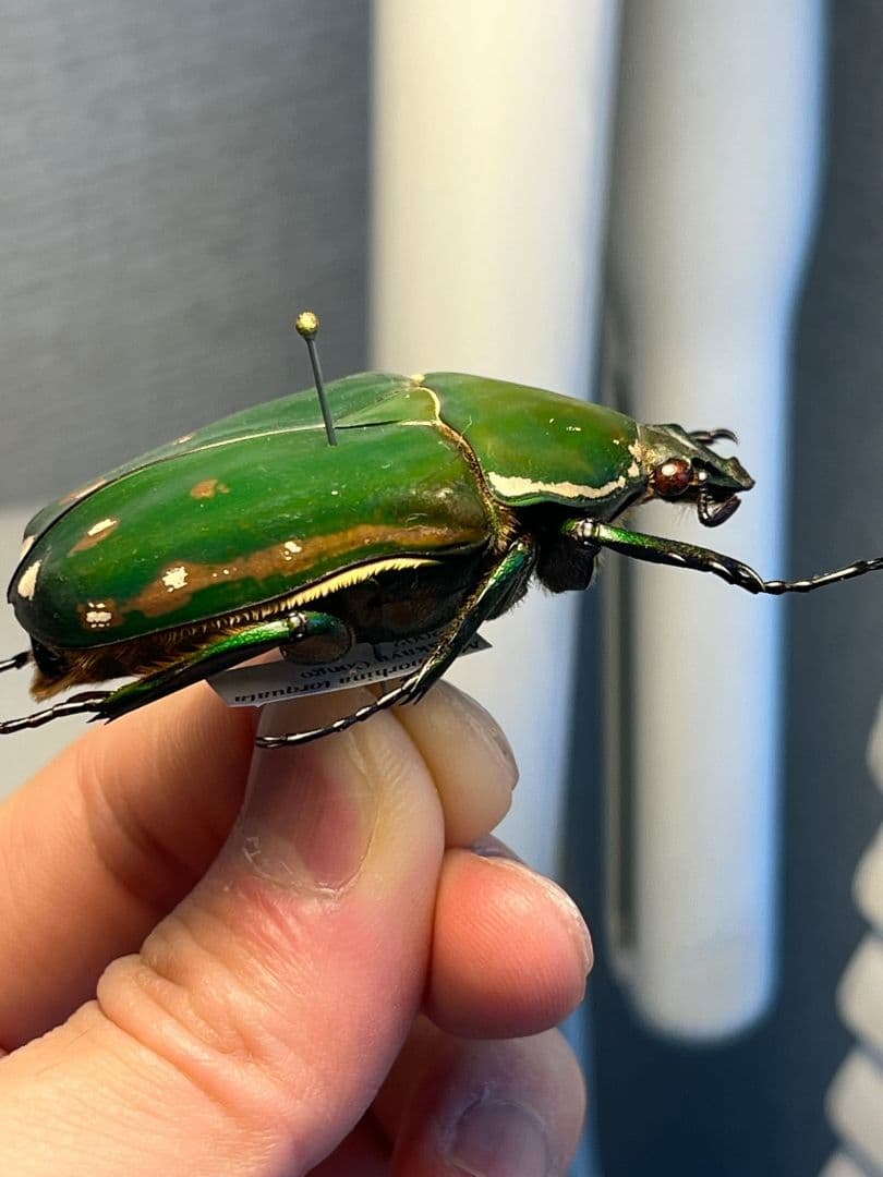 【属内最大種】クビワオオツノハナムグリ カナブン ゴライアスオオツノ 標本