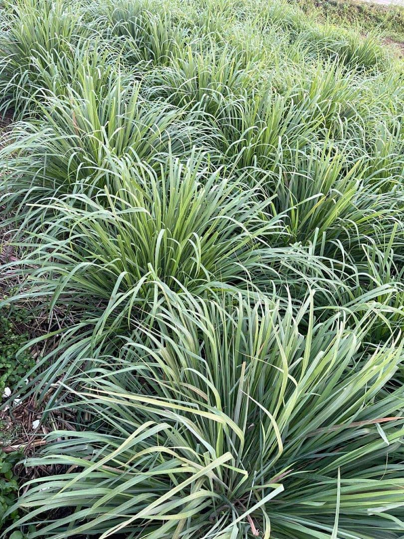 完全に無農薬です。 新鮮なレモングラス15キログラムです。