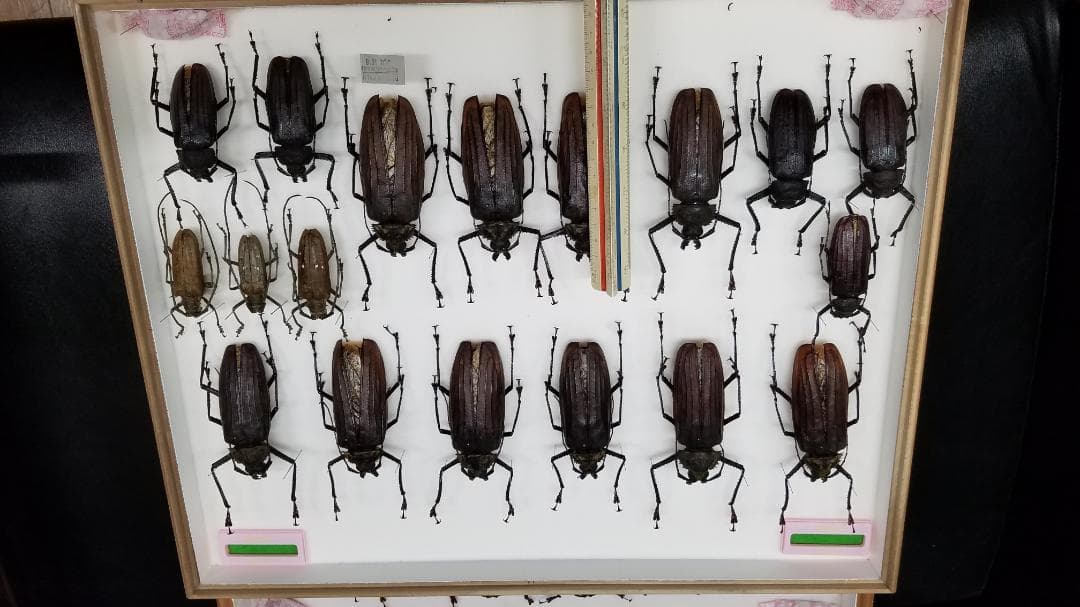 コレクションシリーズブルウスオオウスバカミキリと他