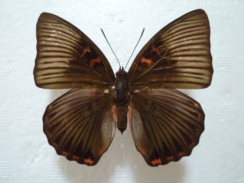 【外国産蝶標本】イナズマチョウ/四川省.米易産/69mm