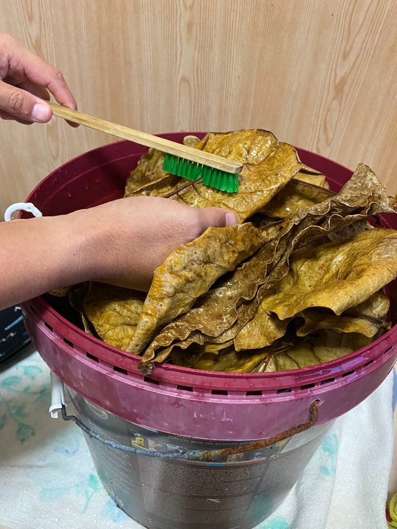 沖縄県やんばる産マジックリーフ 1kg UV殺菌灯照射済み③