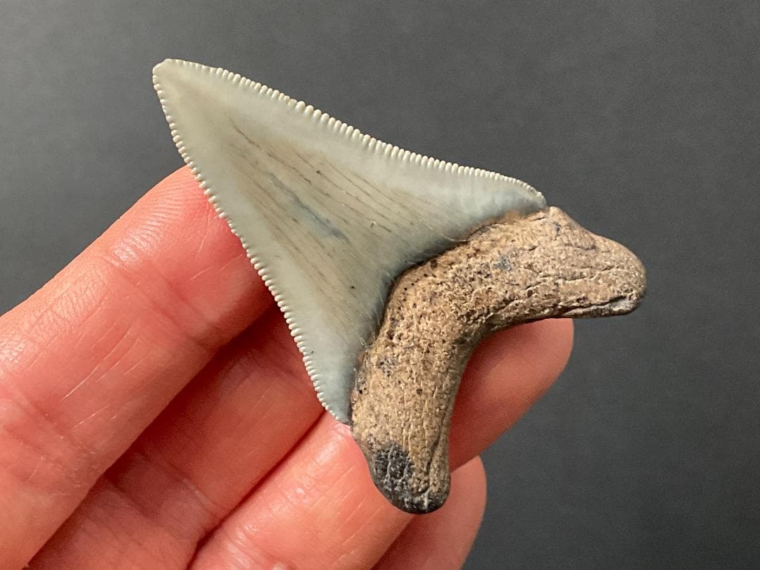 メガロドン 化石 [MG218] サメ 歯