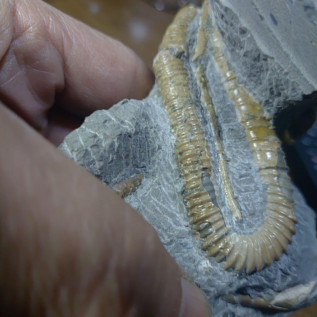 北海道アンモナイト ポリプチコセラス群生標本