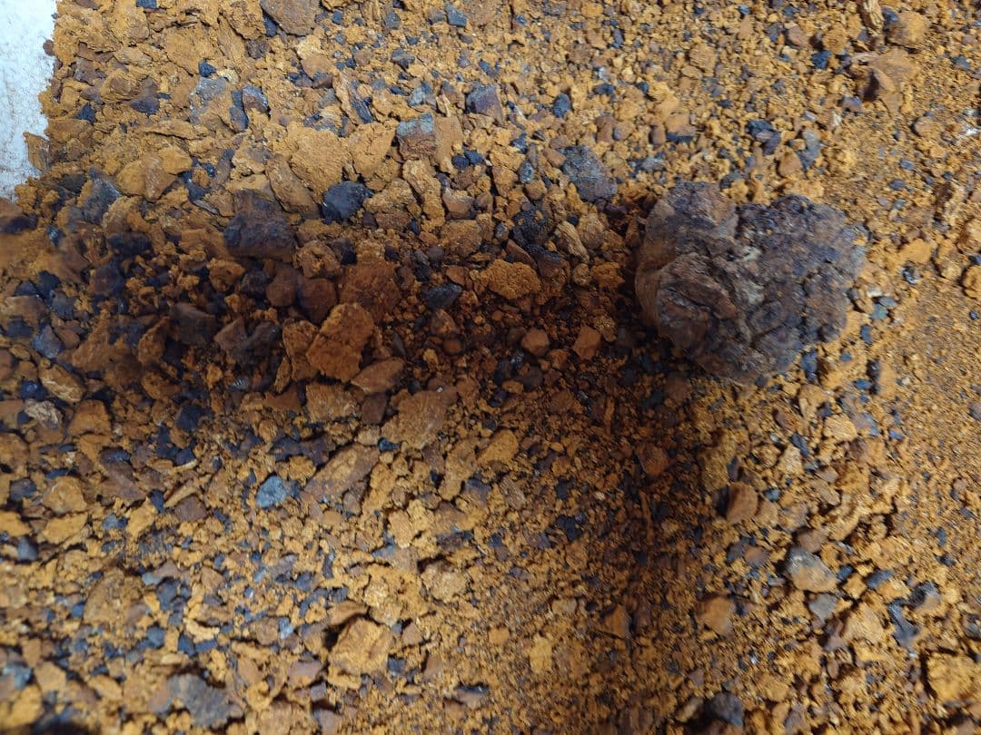 北海道産カバノアナタケ「チャーガ」5キロ‼️