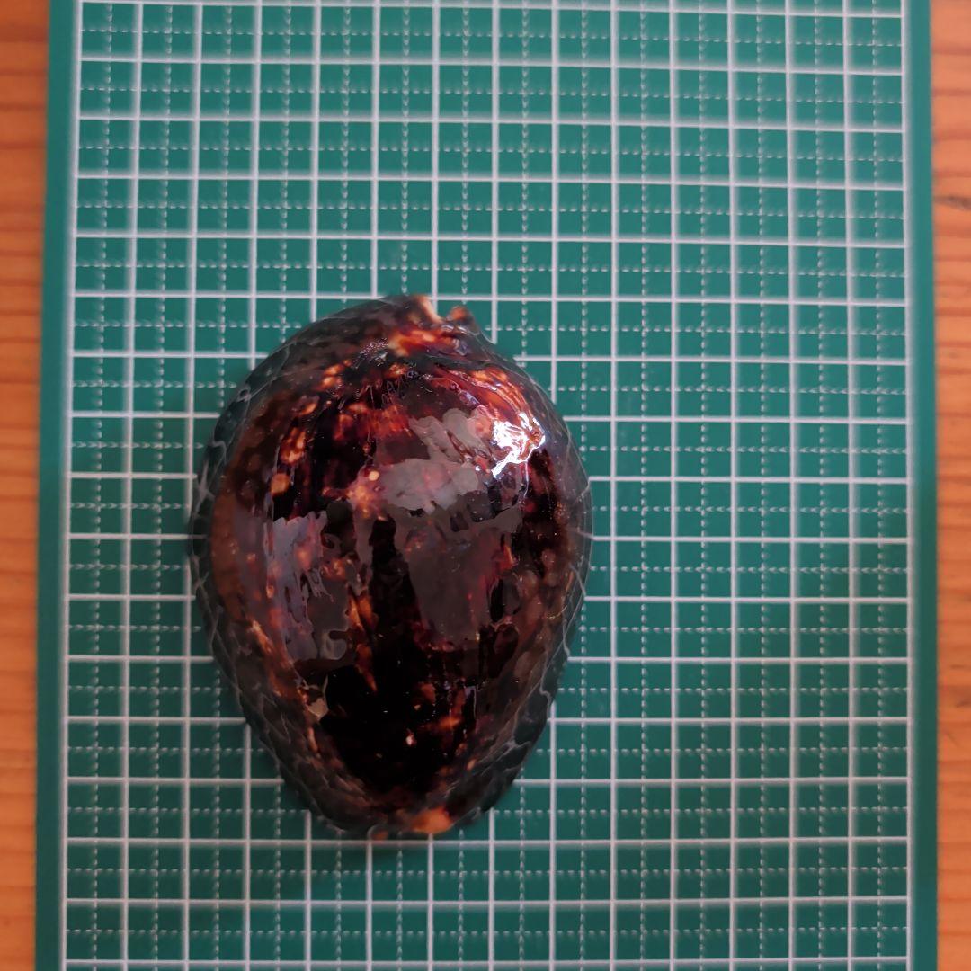 ハチジョウダカラ　1