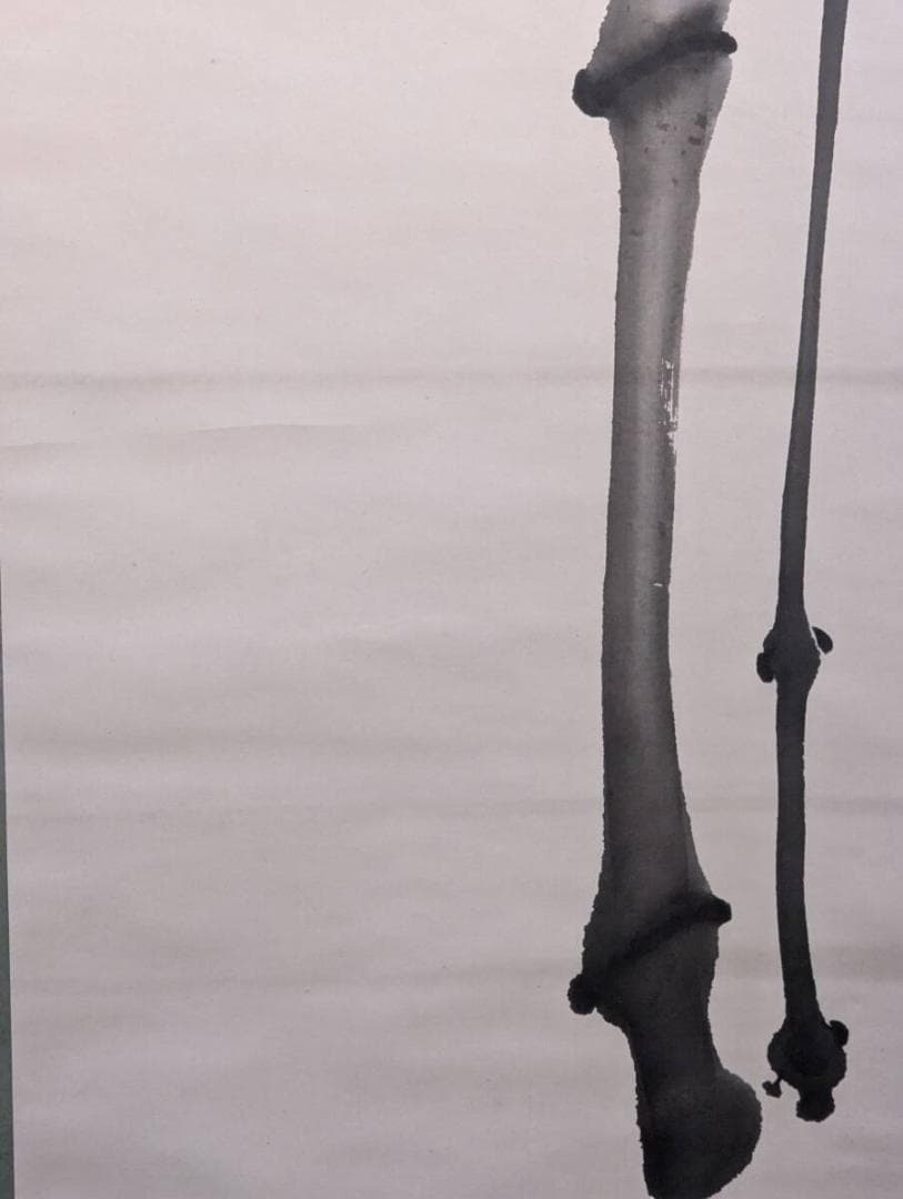 【真作】掛軸　水墨竹図　しなやかに伸びる竹の生命力を描く　静寂と気品　T185