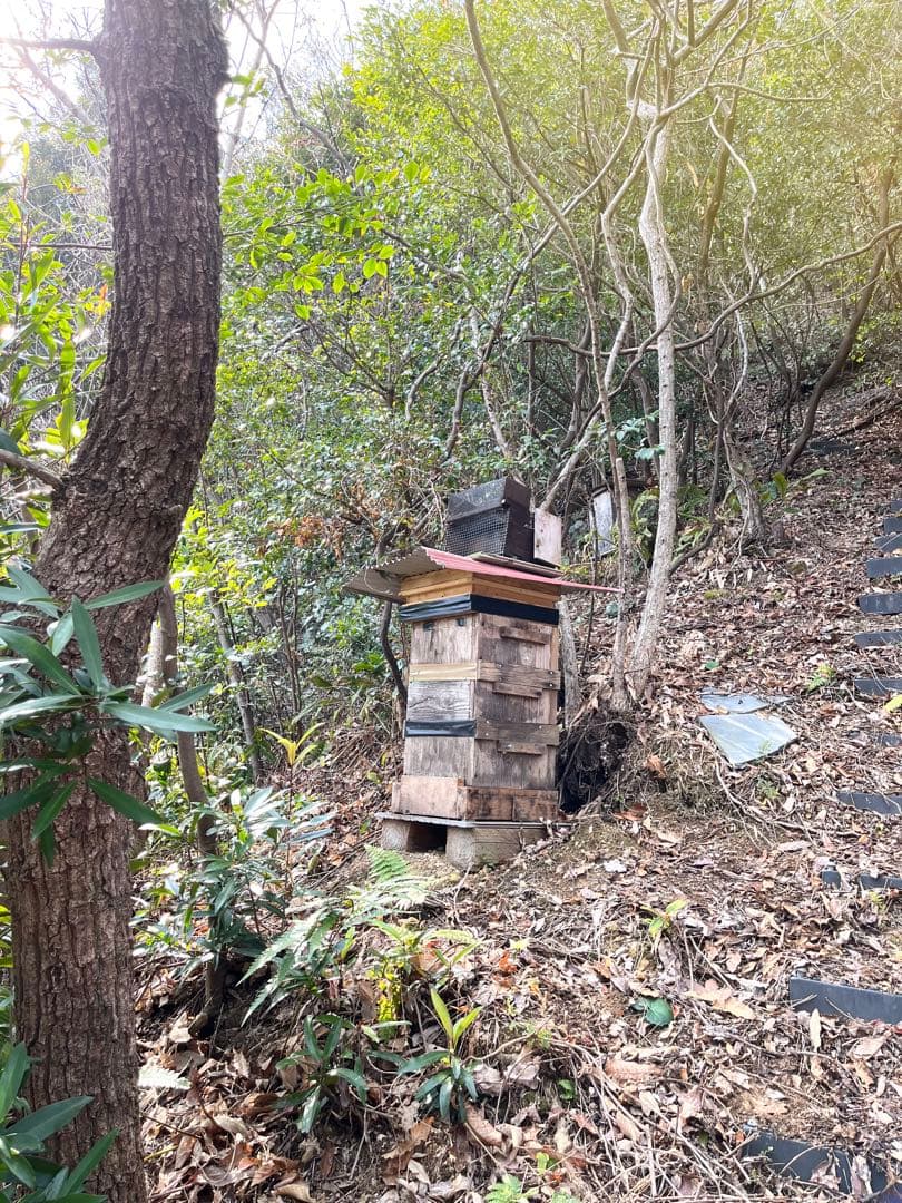 日本蜜蜂 純正ハチミツ 宮崎産 600g×2