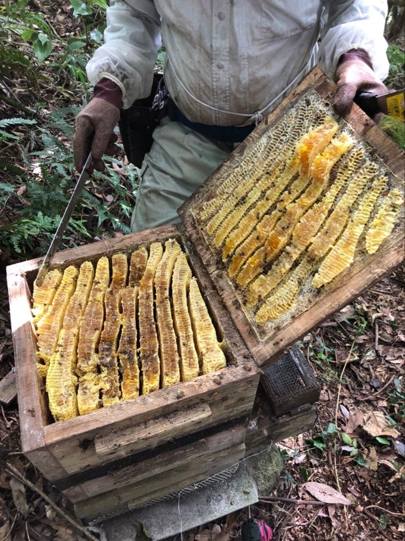 日本蜜蜂 純正ハチミツ 宮崎産 600g×2