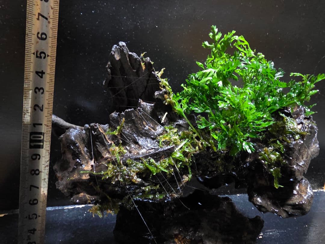 ボルビティススモールリーフ巻き 台座流木