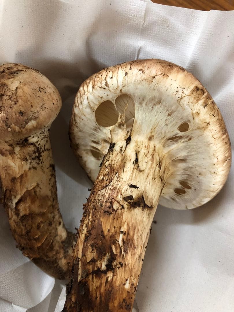 岩手県産　上物天然松茸（212g）②