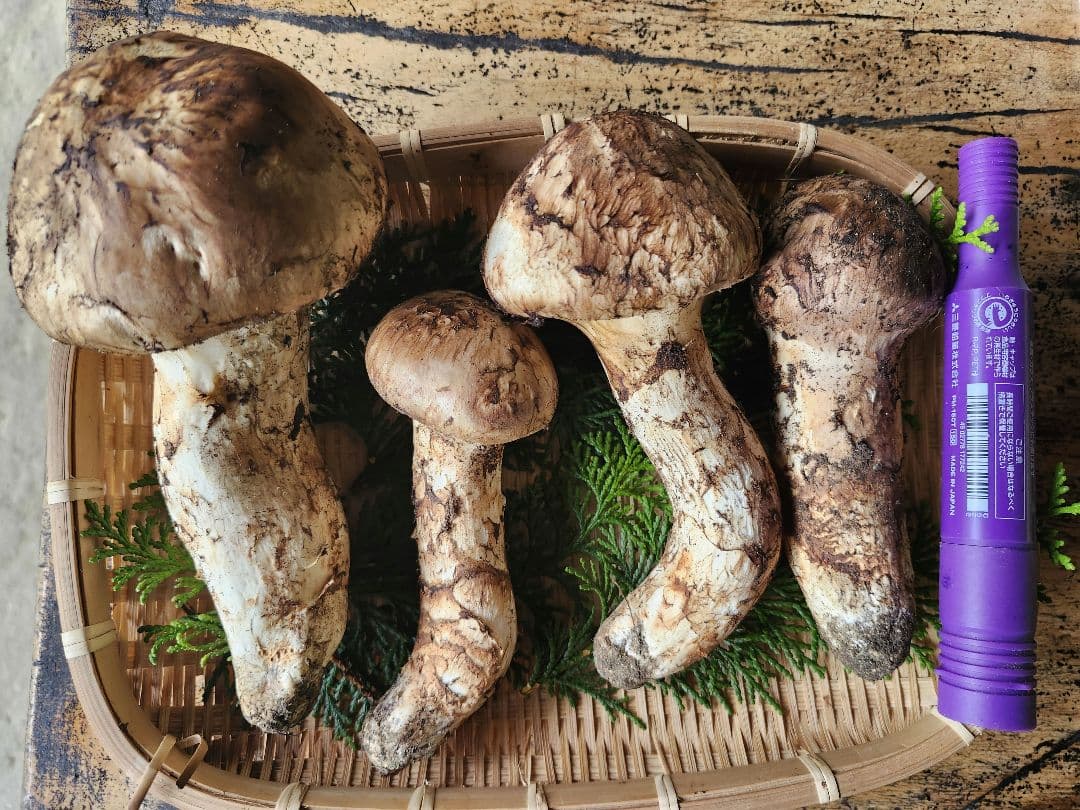 長野県　松茸　栂松茸　信州