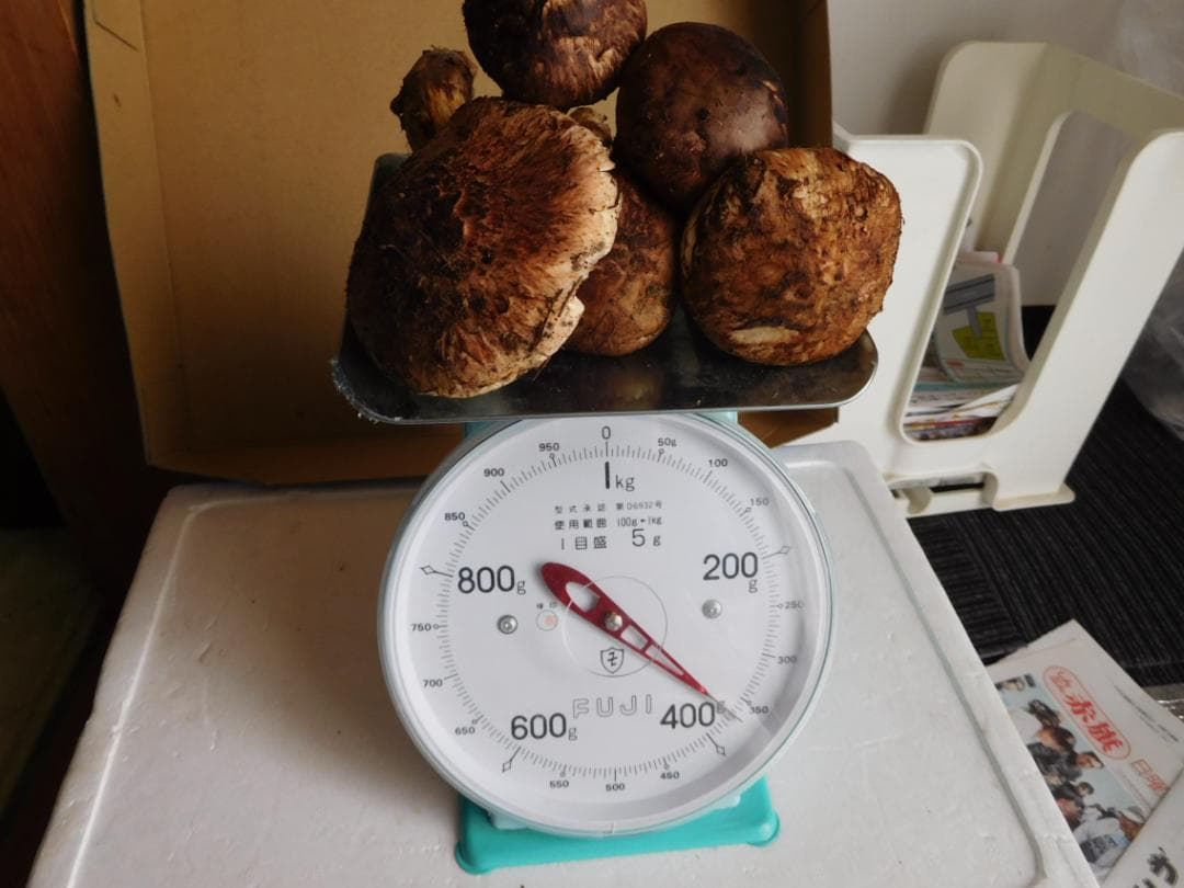 ☆岩手県産松茸　　☆360グラム ☆19日採取