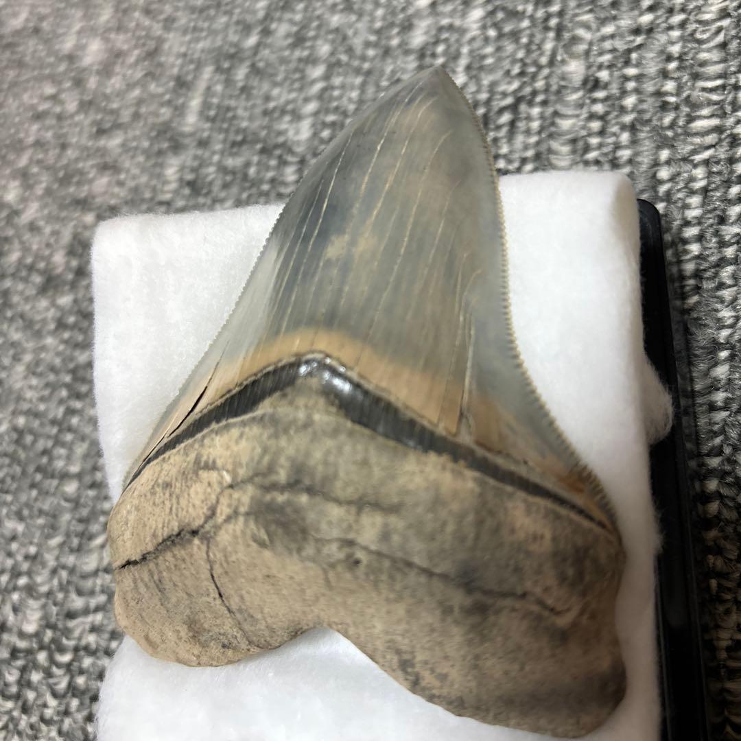 極上 メガロドン 歯 化石 本物 USA