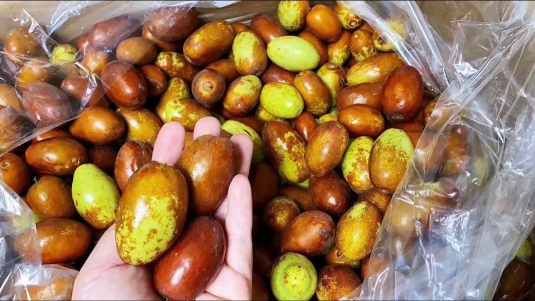 今秋新品入荷☆常温発送【新鮮なつめ約2000g】日本国産新鮮脆冬棗