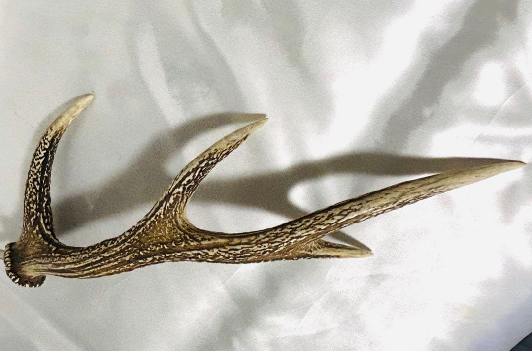 鹿の角　左右セット　テント タープ　希少！4角品（左右8ポイント）