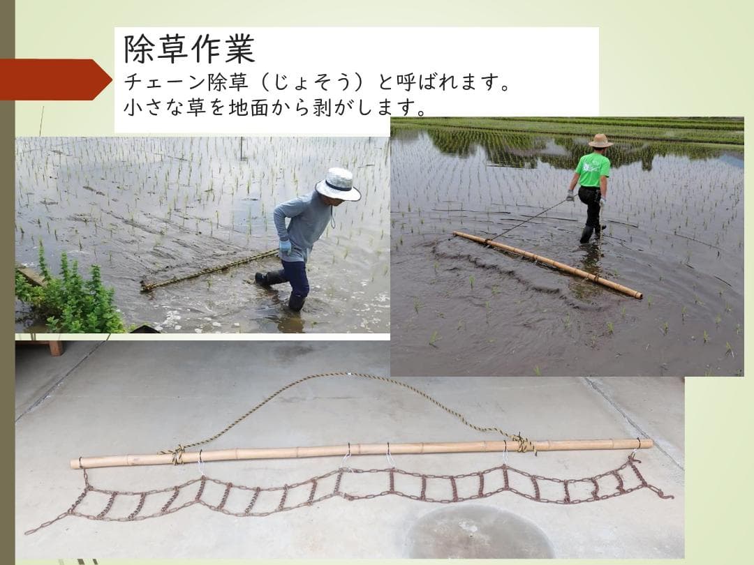 20kg　玄米食に最適「はるみ」自然栽培米　農薬不使用　玄米