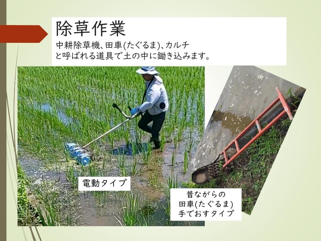 20kg　玄米食に最適「はるみ」自然栽培米　農薬不使用　玄米