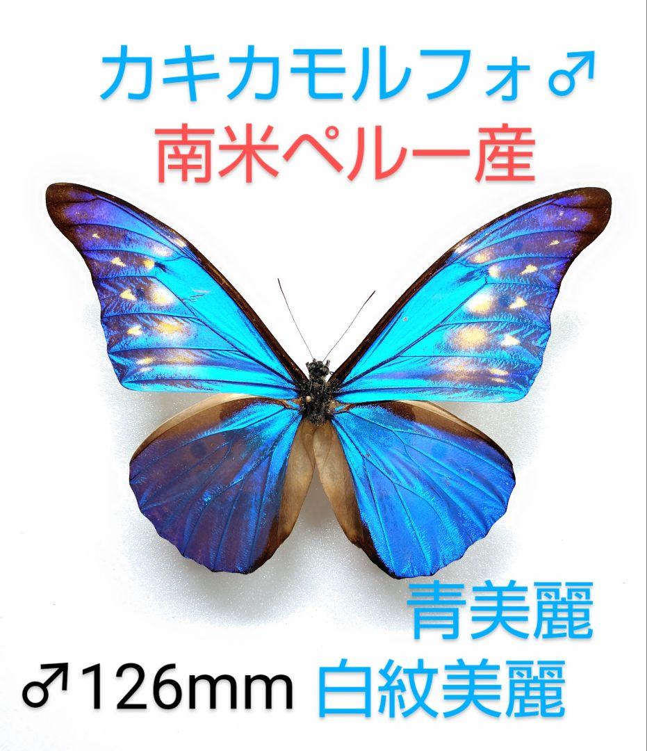 カキカモルフォ♂ 標本 青美麗 126mm白紋出現型・大型標本‼️