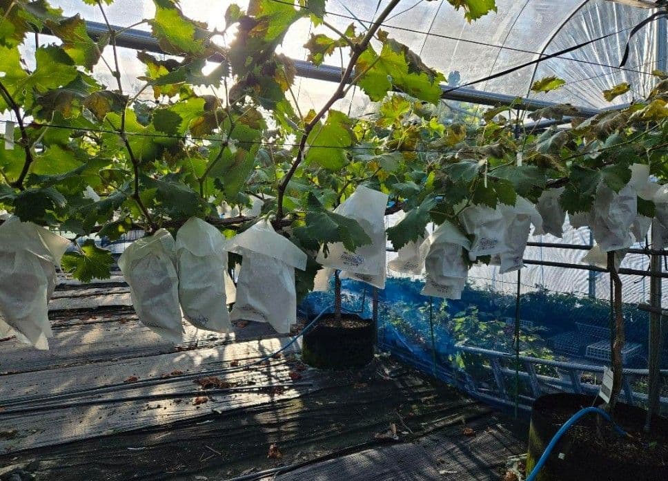 ☆朝採り農家直送☆シャインマスカット☆大粒　厳選☆大粒　箱込み4kg 新鮮☆