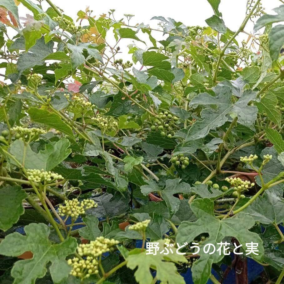 乾燥 野葡萄（馬ぶどう）1kg （100g✕10袋）