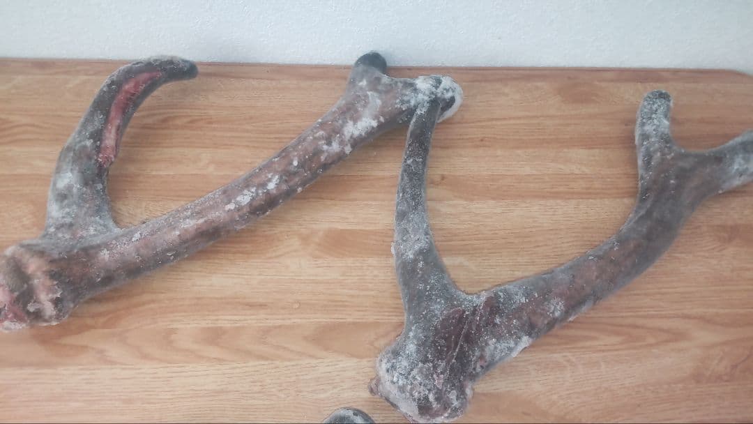 蝦夷鹿　鹿茸の袋角　約2400g 柔らかい先