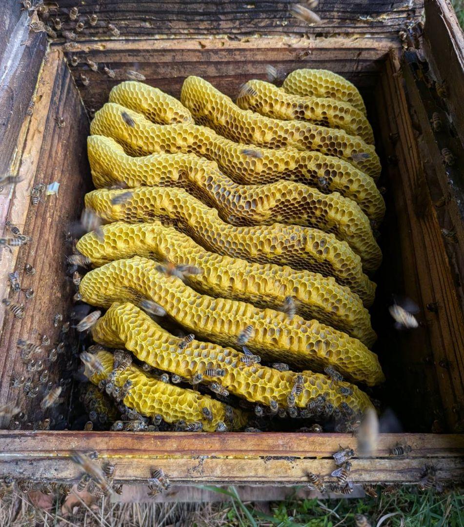 ニホンミツバチの蜂蜜 wp.jumbo.100kg