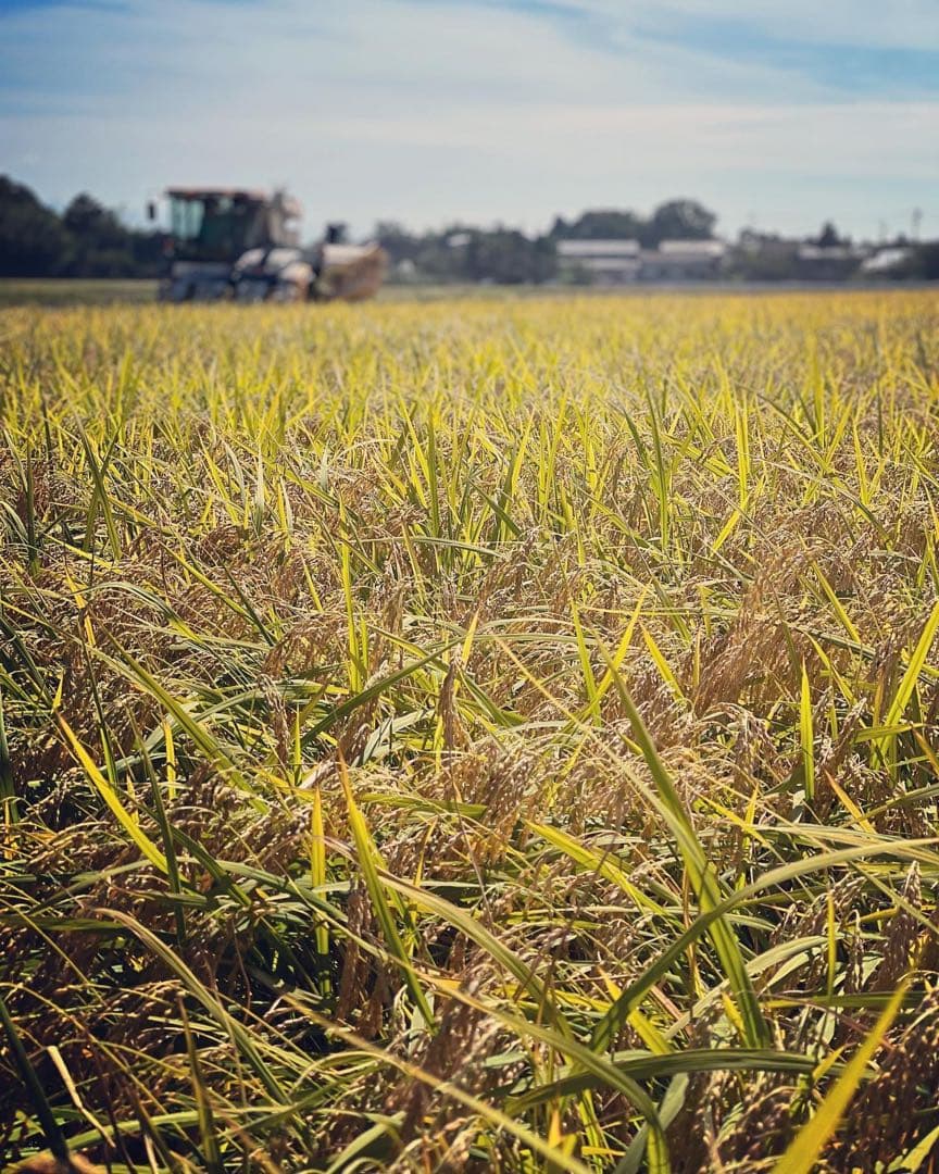 【令和7年産】【一等米】新潟県産従来品種コシヒカリ精米(白米)10kg B⑨
