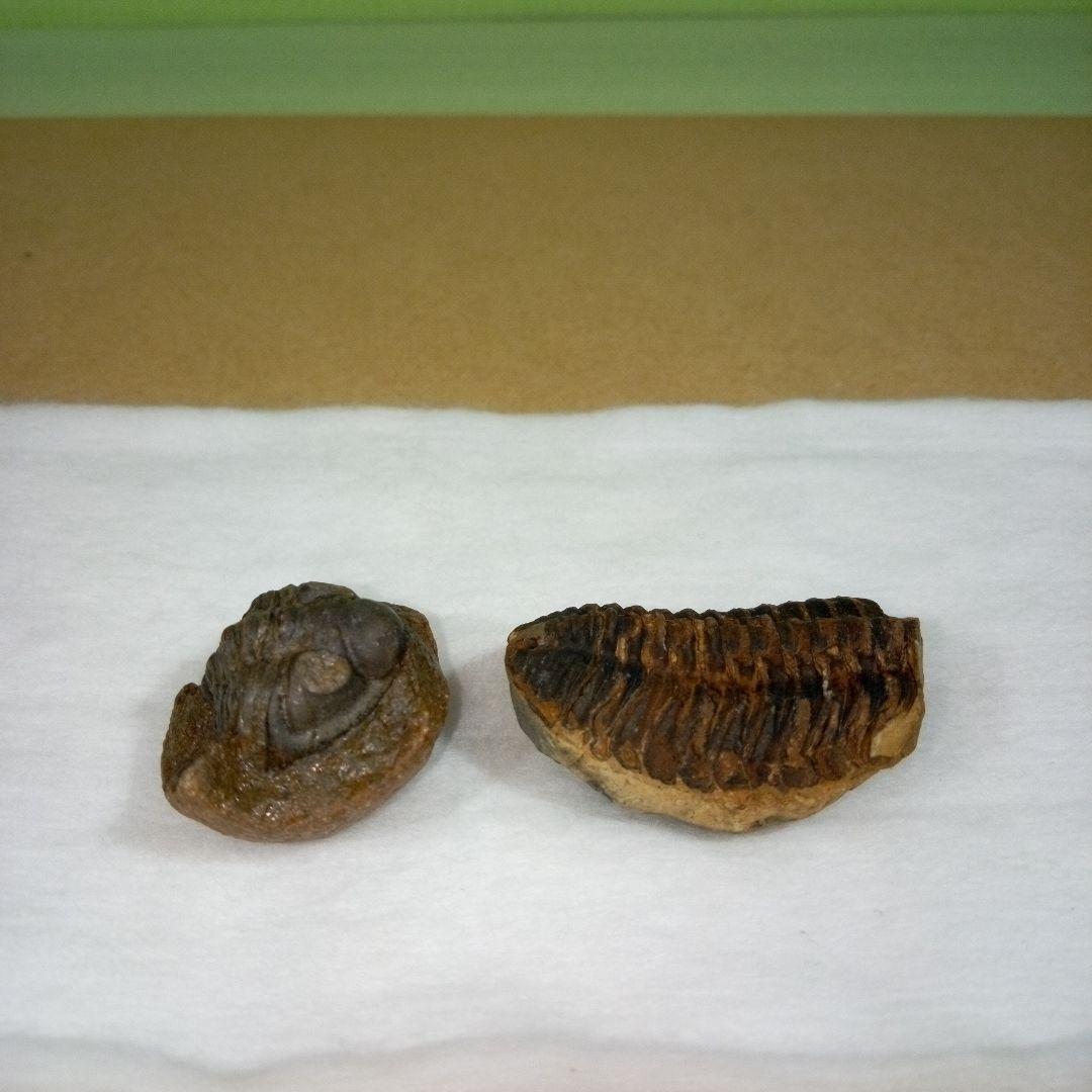 三葉虫　化石　fossil　ボリビア産　レア　Fossil判別⑤