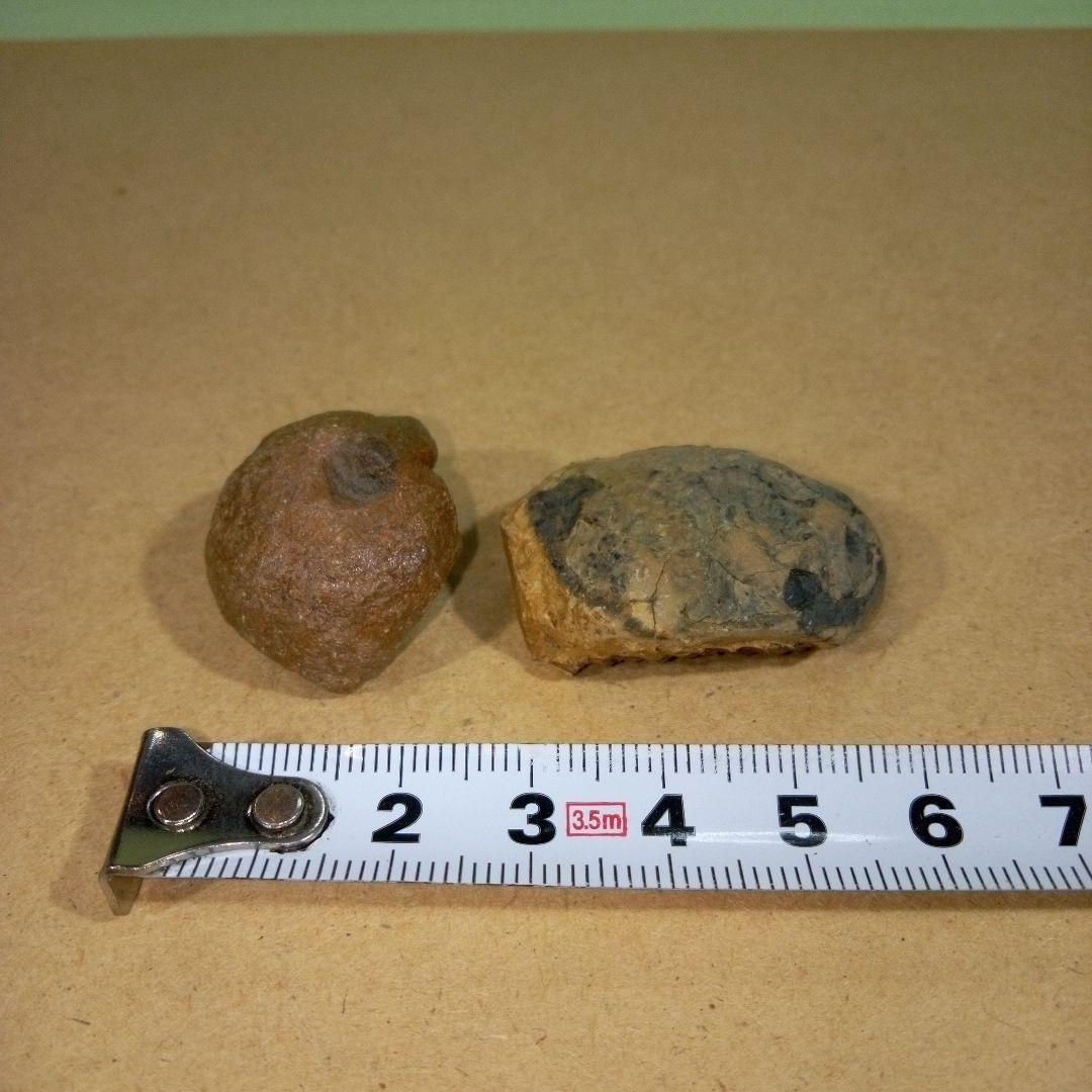 三葉虫　化石　fossil　ボリビア産　レア　Fossil判別⑤