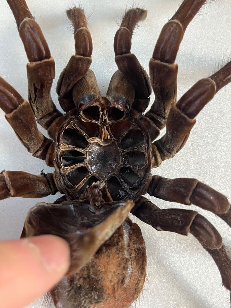 【蜘蛛最大種】バーガンディーゴライアスバードイータータランチュラの標本