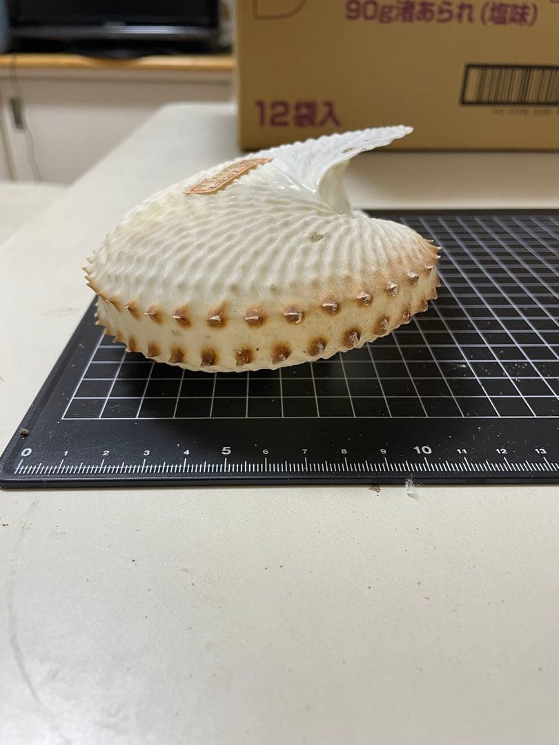 貝殻　標本　チリメンアオイガイ