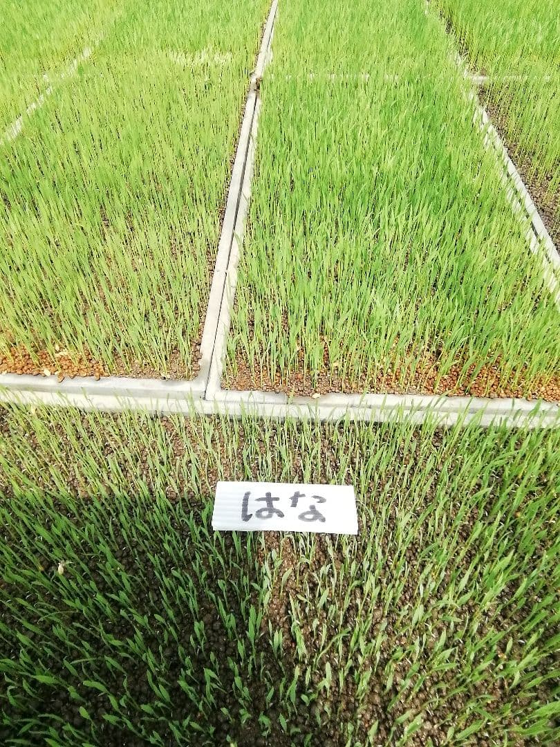 令和７年９月収穫コシヒカリ玄米２０kg