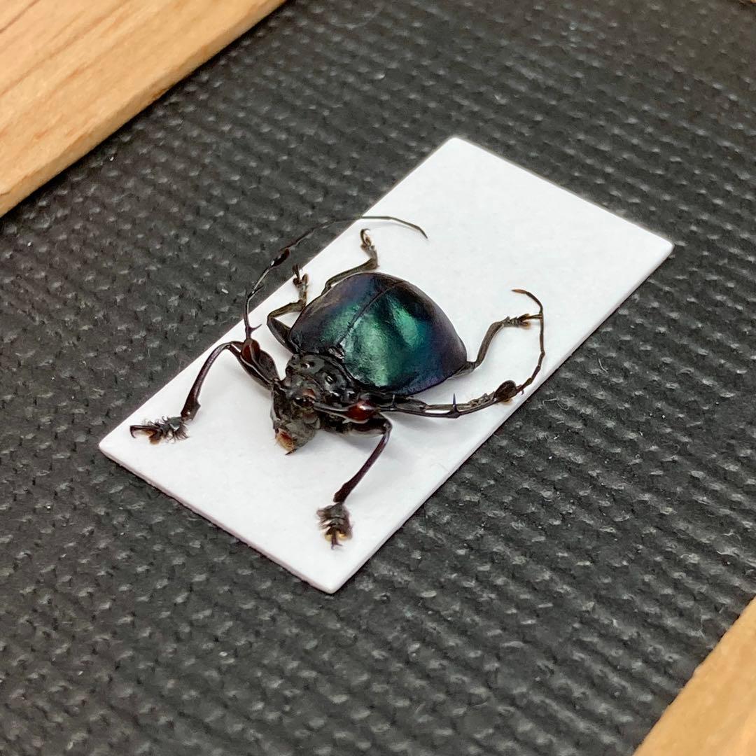 ハムシに擬態したまんまるカミキリムシ【標本】